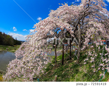 中島の地蔵桜 中島の地蔵桜 72591419