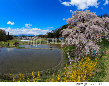 中島の地蔵桜 中島の地蔵桜 72591420