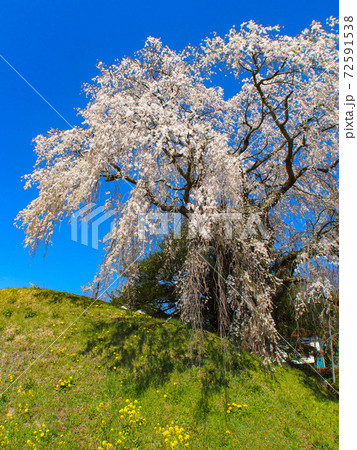 蛇盛塚のしだれ桜 蛇盛塚のしだれ桜 72591538