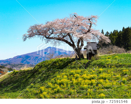 小沢の桜 小沢の桜 72591546