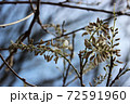 白藤の花 72591960