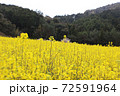 菜の花畑 72591964
