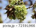 薄緑色の八重桜 72591966