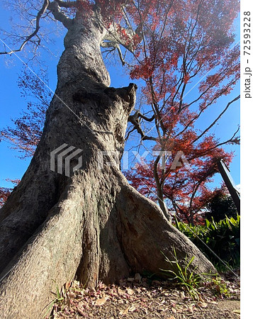 ムクノキと紅葉 72593228