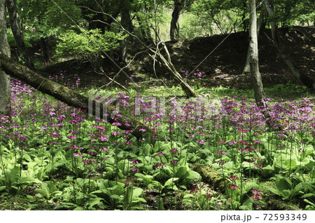 クリンソウ「ちくさ高原」4/5 72593349