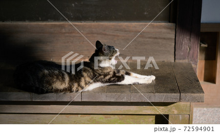猫：あくび 72594901