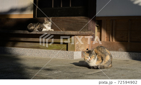 猫：右を向く 72594902