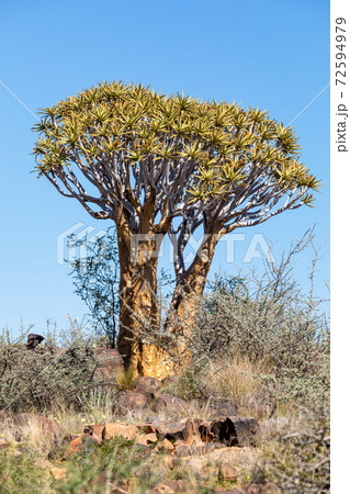 Aloidendron dichotomum, aloe tree, Namibia wilderness Aloidendron dichotomum, aloe tree, Namibia wilderness 72594979