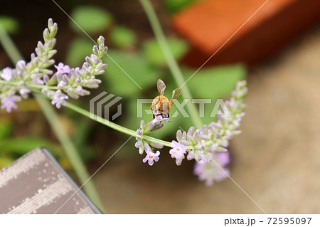 ラベンダー畑で蜜を集めるセイヨウミツバチ ラベンダー畑で蜜を集めるセイヨウミツバチ 72595097