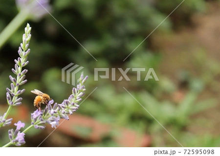 ラベンダー畑で蜜を集めるセイヨウミツバチ 72595098