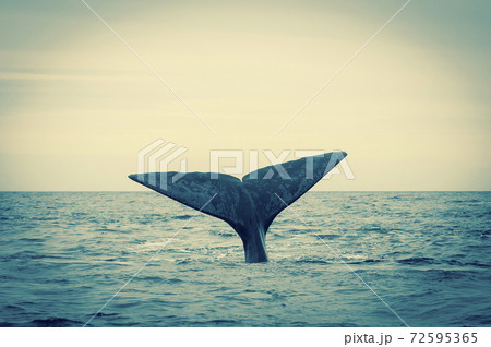 Whale Patagonia Argentina Whale Patagonia Argentina 72595365