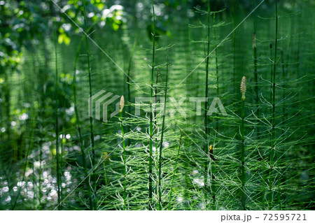 horsetail grows in a swamp, ancient primitive plant 72595721