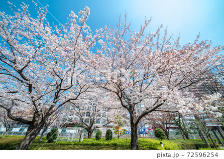 「埼玉県」川口駅西口の桜並木 72596254