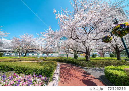 「埼玉県」川口駅西口の桜並木 「埼玉県」川口駅西口の桜並木 72596256