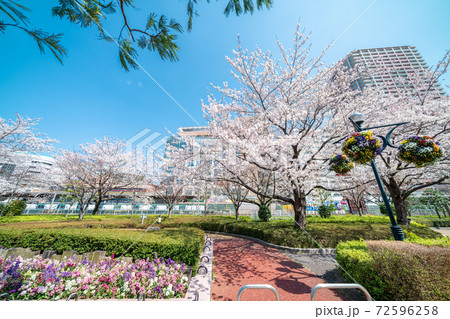 「埼玉県」川口駅西口の桜並木 「埼玉県」川口駅西口の桜並木 72596258