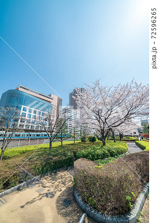 「埼玉県」川口駅西口の桜並木 「埼玉県」川口駅西口の桜並木 72596265