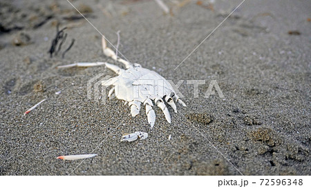 砂浜に埋まるカニの死骸 甲殻類の殻 の写真素材