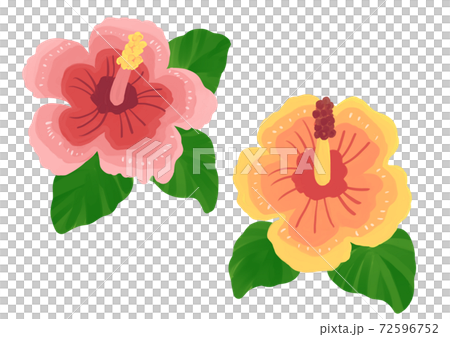 粉色和黃色芙蓉花 粉色和黃色芙蓉花 72596752
