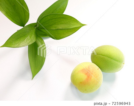 ウメ　梅　うめ 72596943