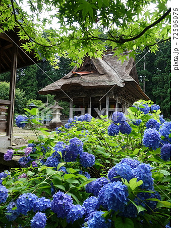 笹野観音堂 アジサイ 笹野観音堂 アジサイ 72596976