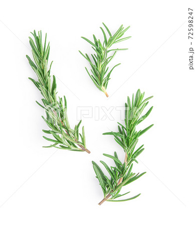 Rosemary isolated on white background, Top view. Rosemary isolated on white background, Top view. 72598247