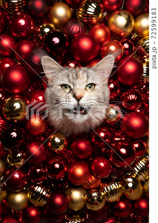 maine coon cat festive christmas portrait with red golden baubles and copy space 72599183