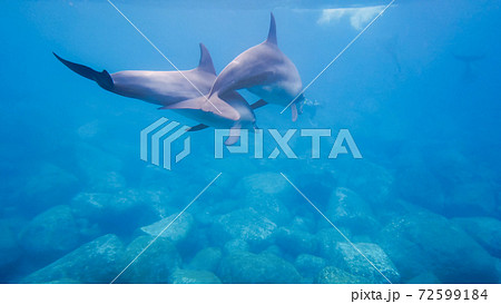 野生のイルカ 水中写真 野生のイルカ 水中写真 72599184