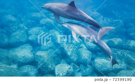 野生のイルカ　水中写真 72599190
