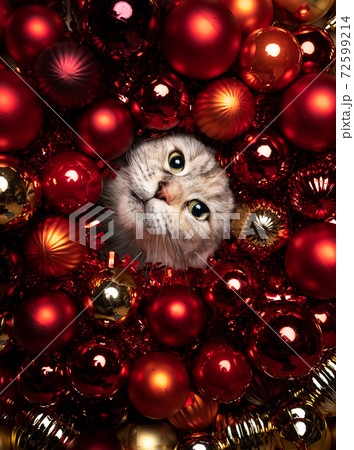 maine coon cat festive christmas portrait with red golden baubles and copy space 72599214