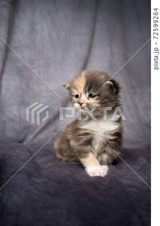2 week old calico maine coon kitten 72599264