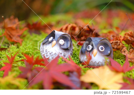 神蔵寺にてかわいいフクロウたち 神蔵寺にてかわいいフクロウたち 72599467