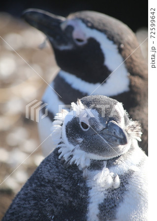 マゼランペンギン マゼランペンギン 72599642