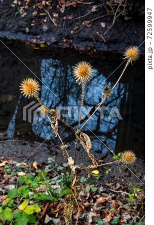 A dry, yellow thistle with blue reflecting water in the background. Photo from Lomma Beach, Scania, Sweden A dry, yellow thistle with blue reflecting water in the background. Photo from Lomma Beach, Scania, Sweden 72599947