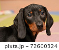 dachshund puppy portrait 72600324