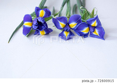 Blooming blue iris flowers on white. Spring flowers Blooming blue iris flowers on white. Spring flowers 72600915