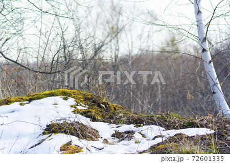 Melting snow with green moss and last Melting snow with green moss and last 72601335