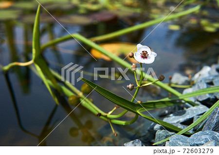 section of a small overgrown pond with arrowhead flower 72603279