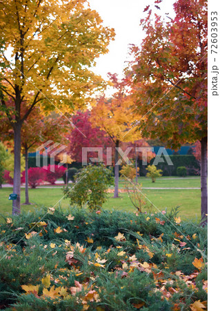 Fallen maple trees on a green bushes. 72603953