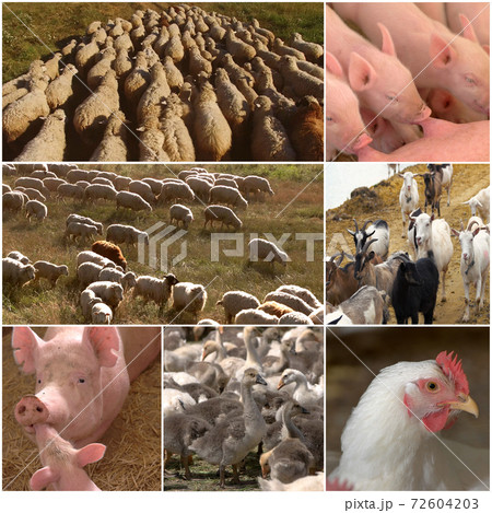 Collage of farm animals. 72604203
