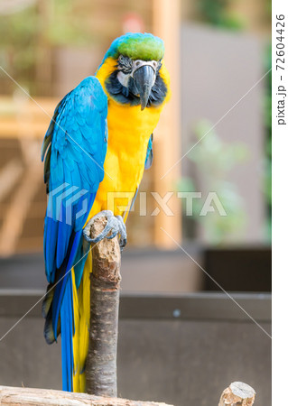 【色鮮やかな多摩動物公園のルリコンゴウインコ】 72604426