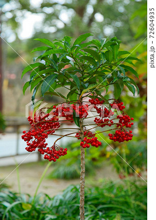 マンリョウの赤い実 太宰府天満宮 マンリョウの赤い実 太宰府天満宮 72604935