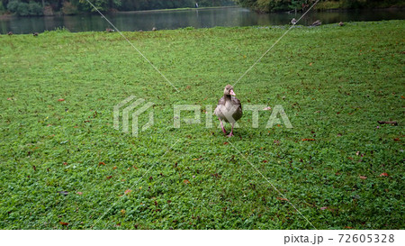 Wild ducks on the bank of the pond, which is covered with grass Wild ducks on the bank of the pond, which is covered with grass 72605328