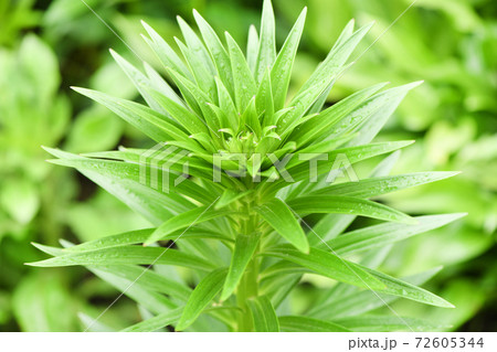A green sprout of lily in the rain drops - bright spring greens. 72605344