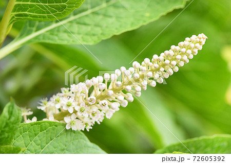 Pokeweed with flowers (Phytolacca acinosa). 72605392