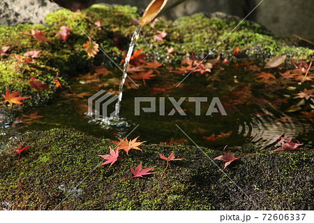 殿ヶ谷戸庭園のししおどし 72606337