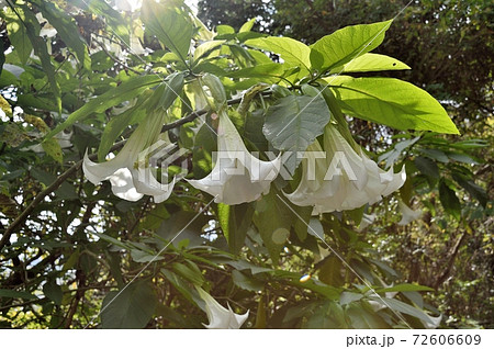 ダチュラの花の写真素材