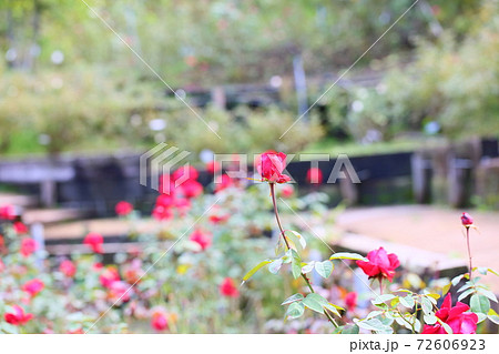 バラの花　ロブロイ 72606923