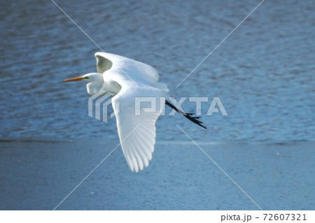 北海道の大自然を飛ぶシラサギ 北海道の大自然を飛ぶシラサギ 72607321
