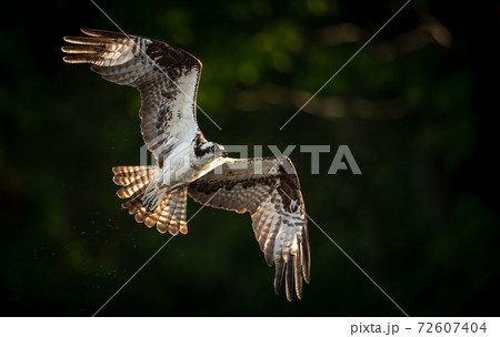 Osprey Fishing in Florida  72607404
