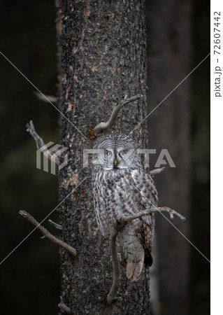 Great Grey Owl in Canada Great Grey Owl in Canada 72607442